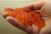  نظارت بر واردات حدود 100 هزار قطعه تخم چشم‌زده ماهی قزل‌آلا 
